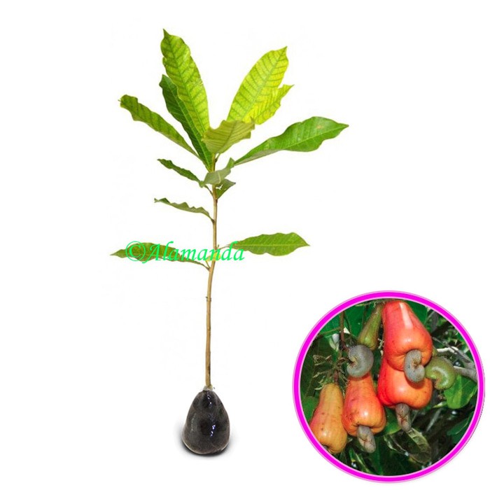 Tanaman Buah Jambu Monyet