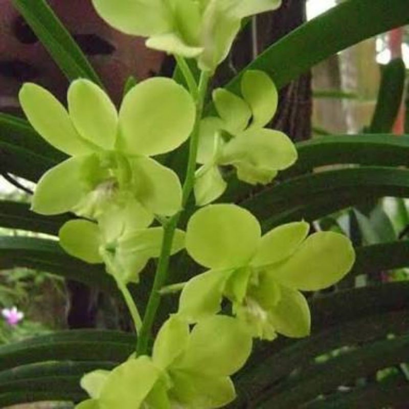 Dendrobium AridangGreen