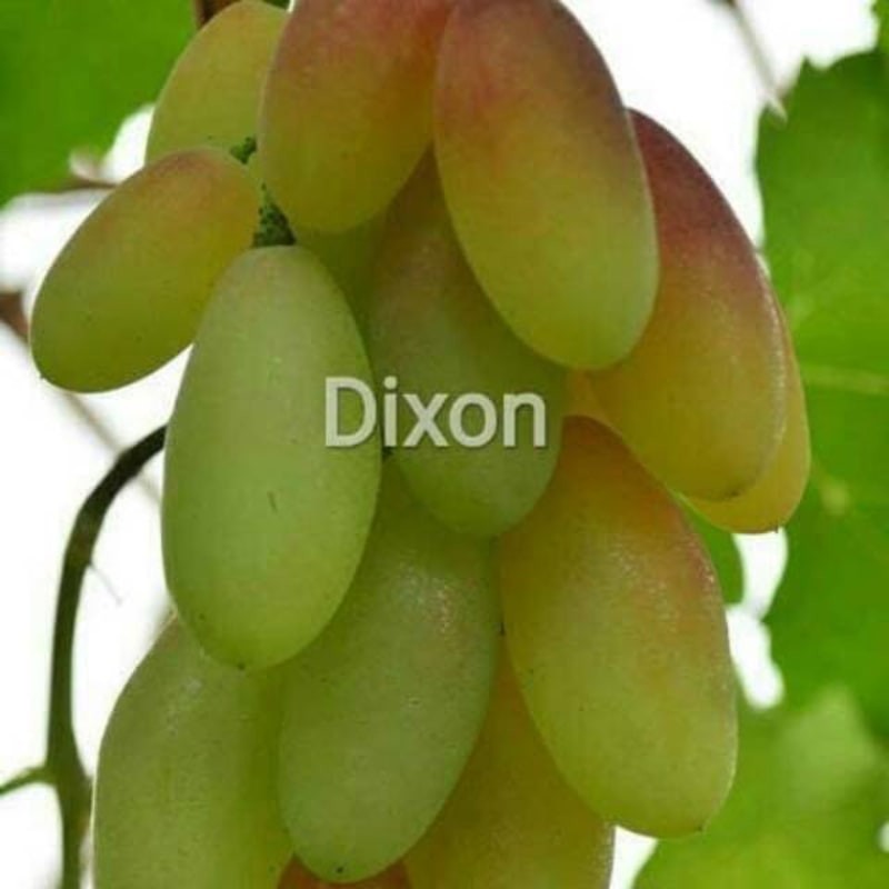 Bibit anggur jenis dixon