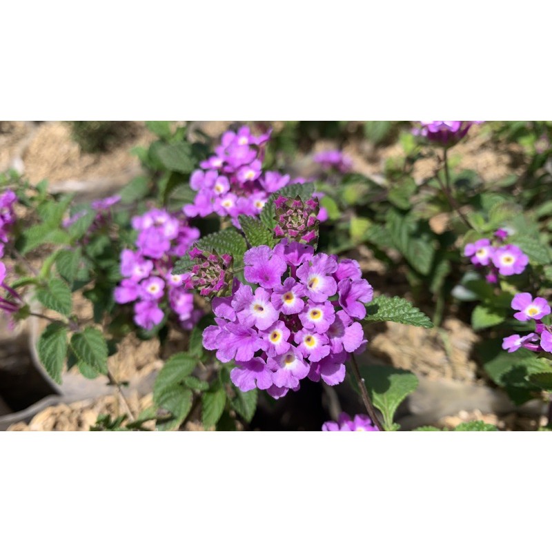 Tanaman Bunga Lantana