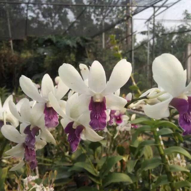 Anggrek Dendrobium Wongleng