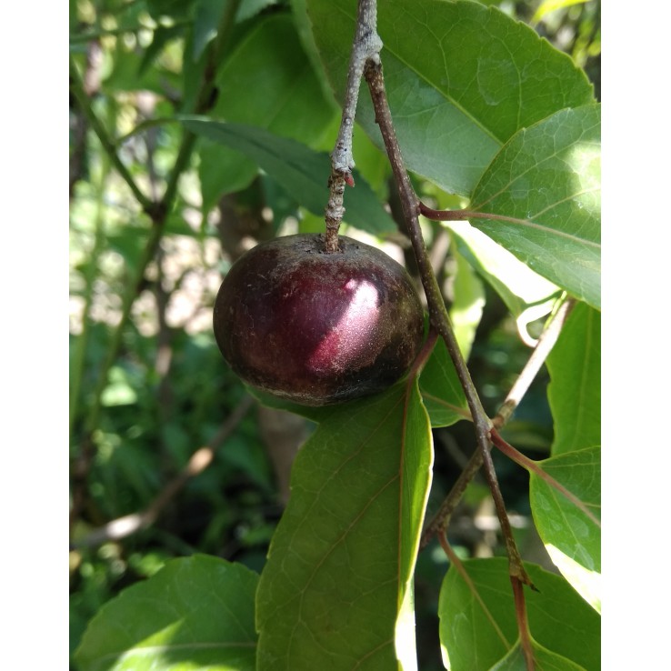 BIBIT PLUM AUSSIE AUSTRALIA