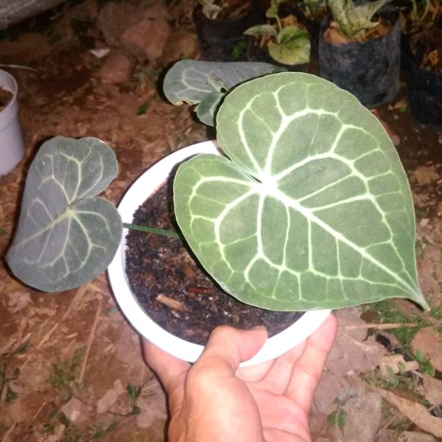 kuping gajah tarantula
