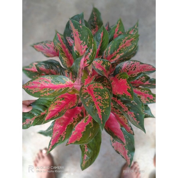 Aglonema Camelon Rumpun 9