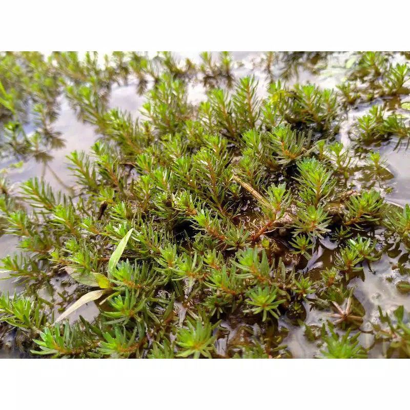 Rotala walisi gren