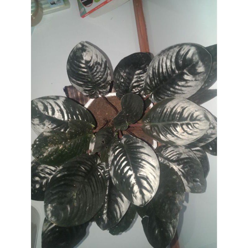 SISMA BLACK METALLIC DEWASA RAWATAN