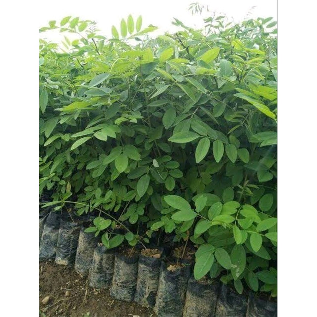 Tanaman Indigofera