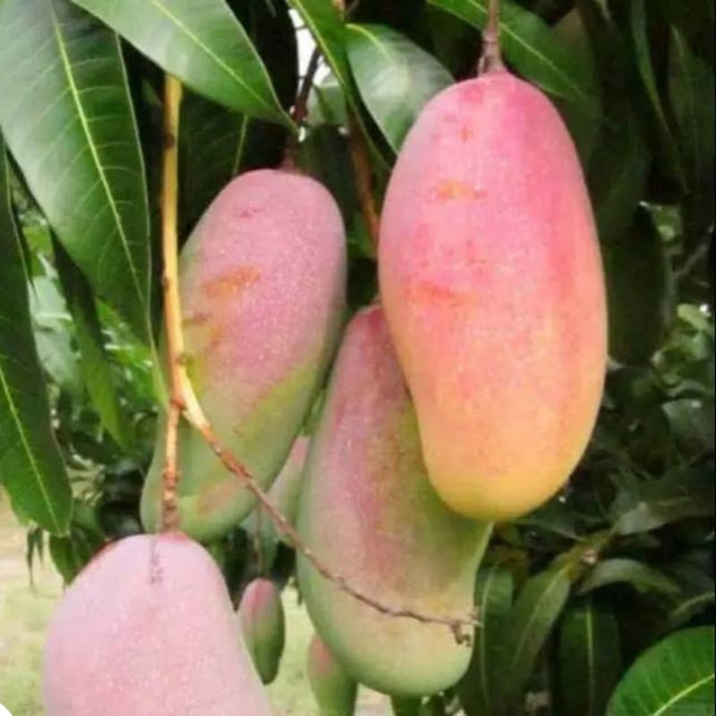 Bibit mangga pelangi manis