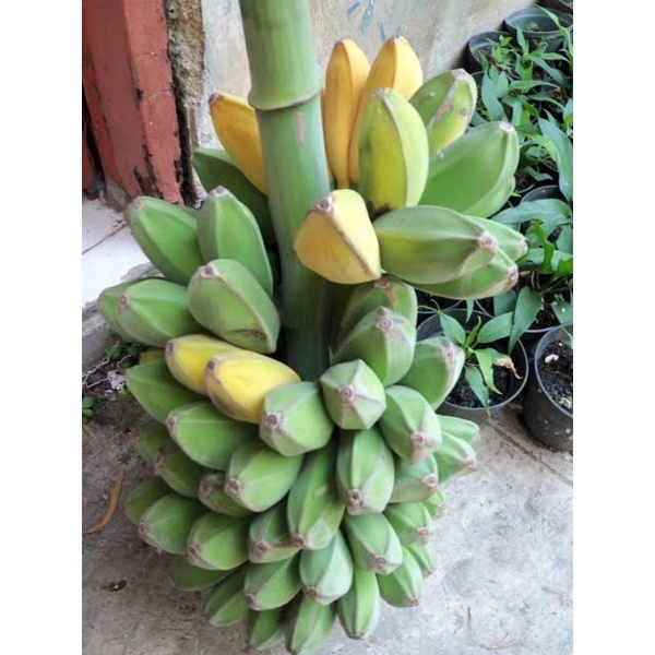 Pisang Nipah