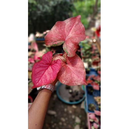 KELADI HYBRID