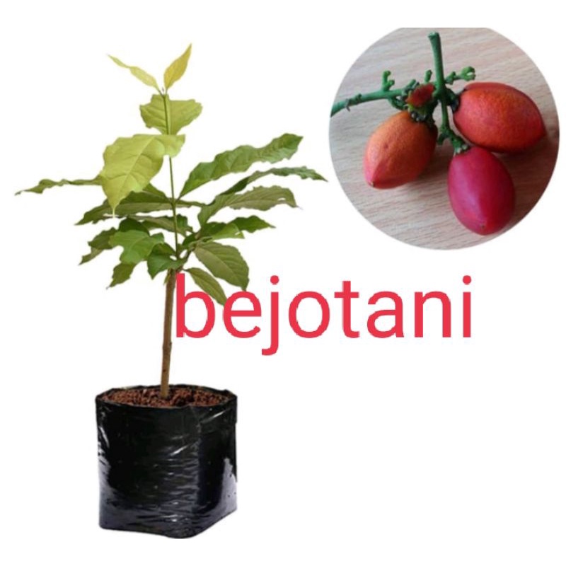bibit kacang amazon super