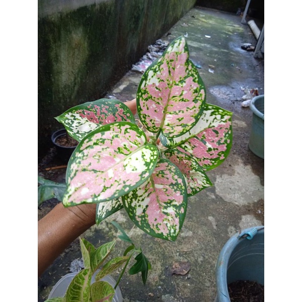Aglaonema Try Color