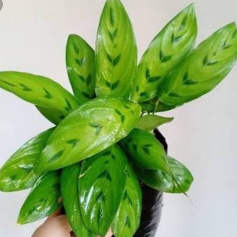 tanaman calathea bambu