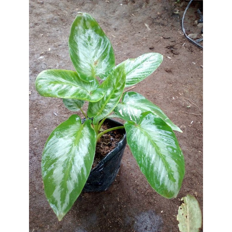 Hamalomena