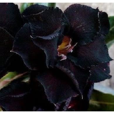 Bibit Bunga Kamboja Adenium Black Evil