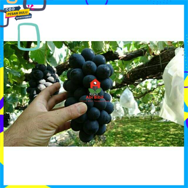 Bibit anggur import hitam
