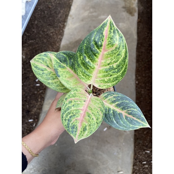 bunga aglonema rengganis