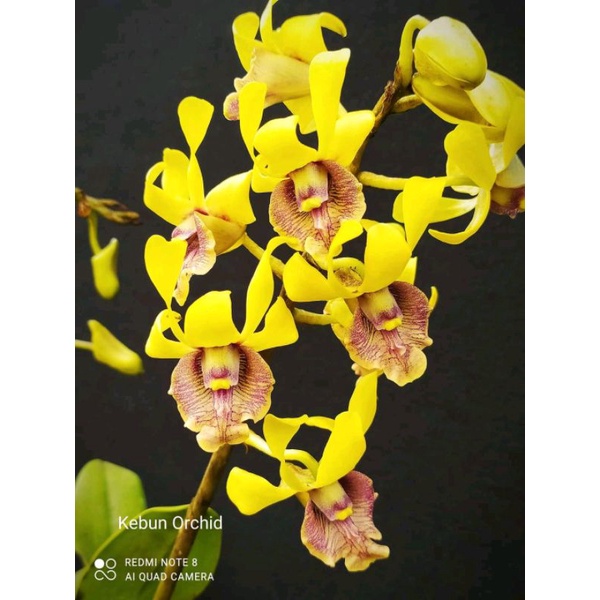 Dendrobium Imelda Marina Masagung