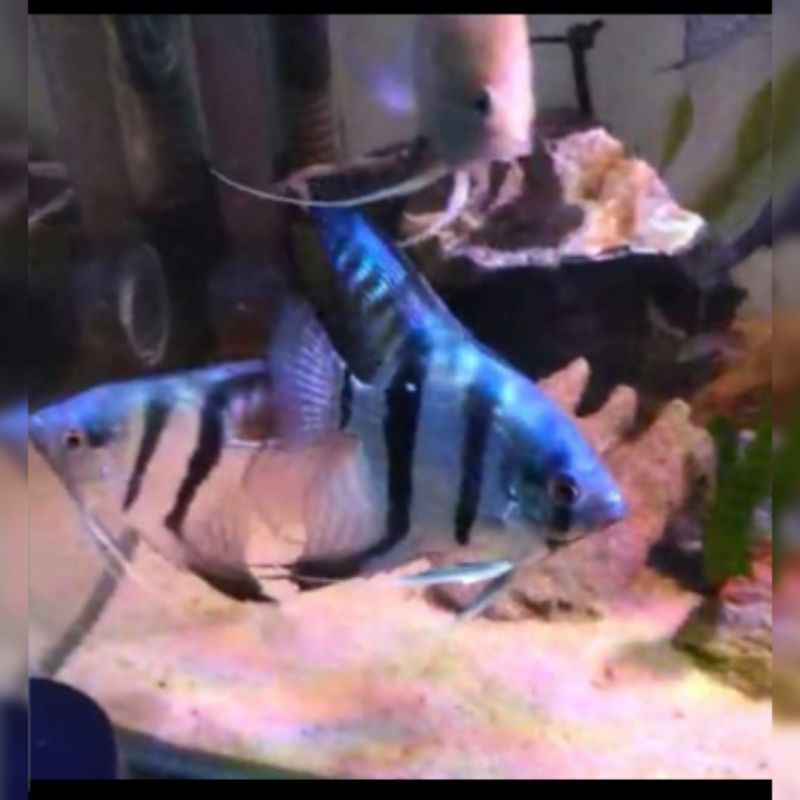 Ikan Mamfish Pinuy