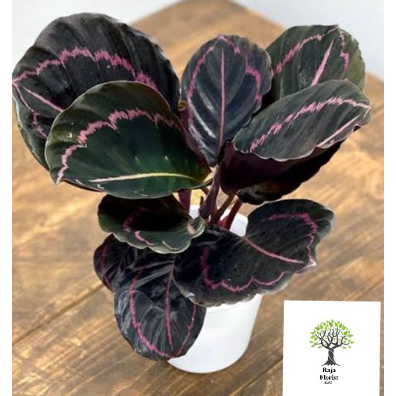 calathea black pink