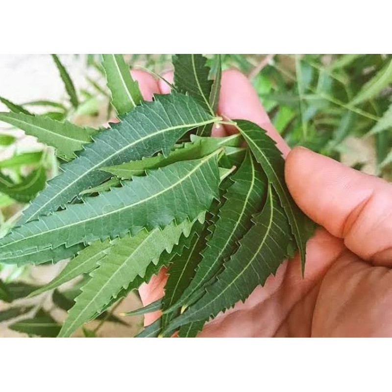 DAUN MIMBA KERING 500g