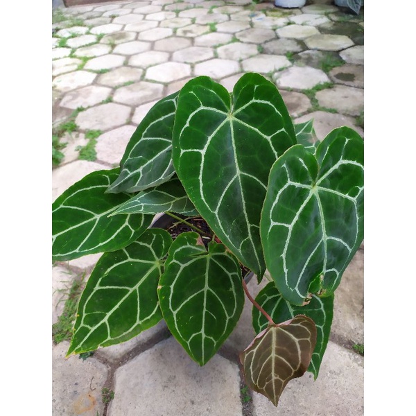 Kuping gajah mini