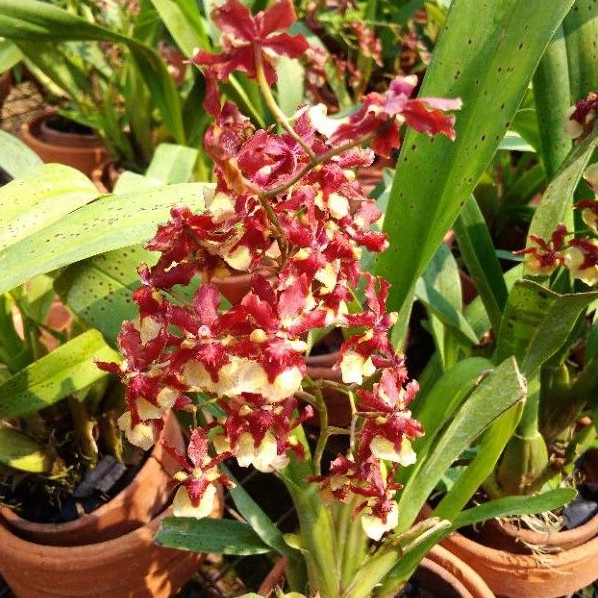 oncidium Shary Baby
