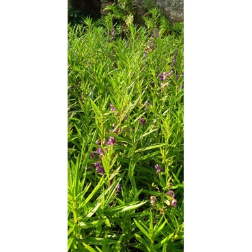 tanaman hias bunga lavender