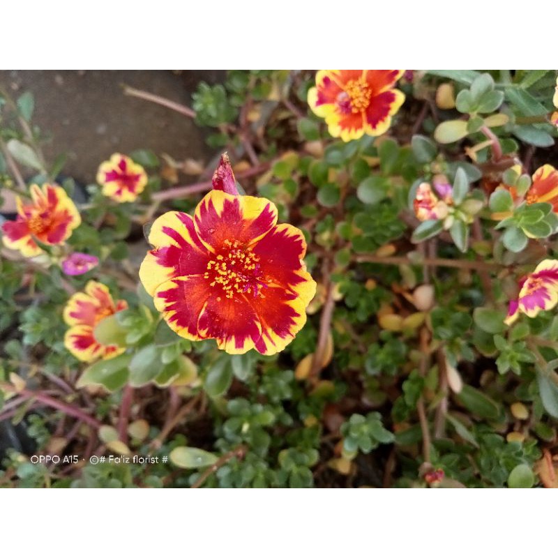 krokot bunga orange strip kuning