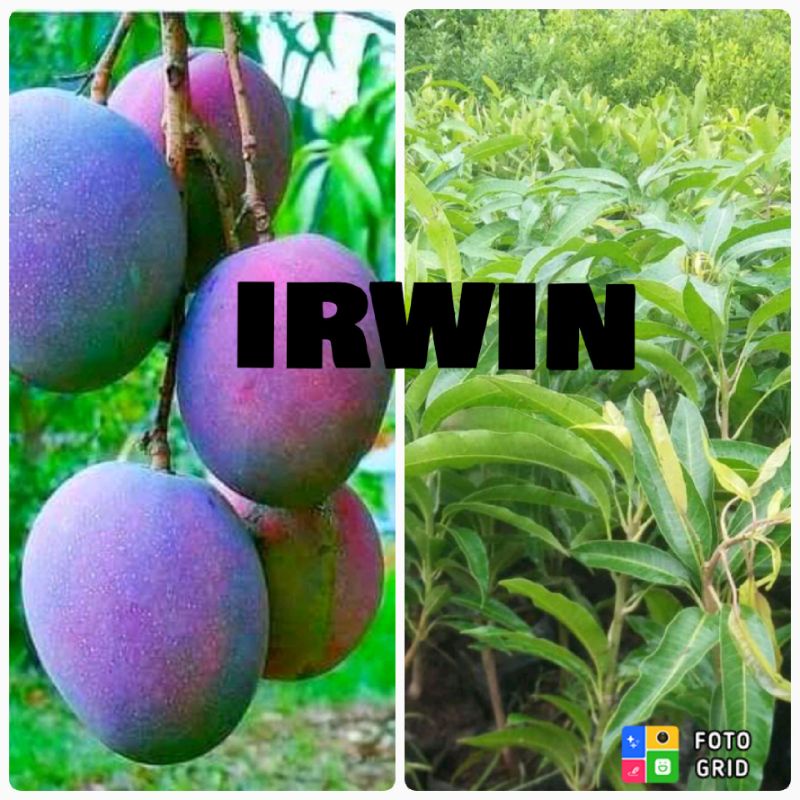 bibit mangga irwin murah