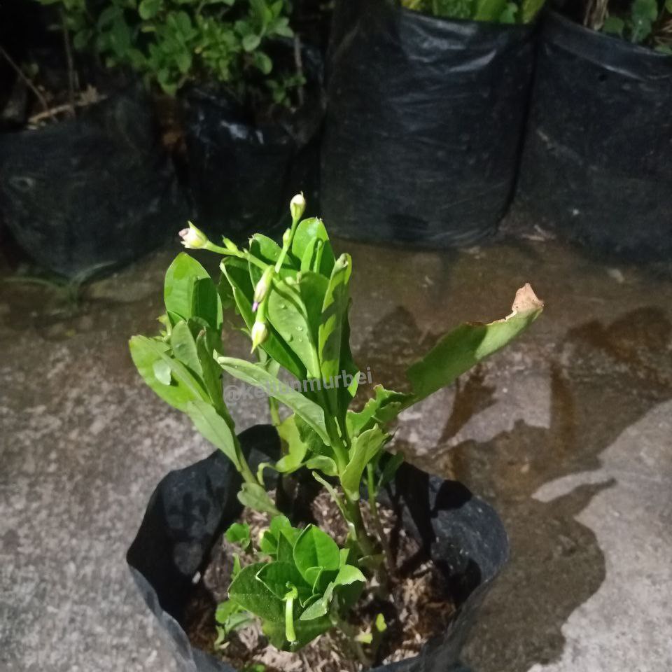 Bibit Ginseng  Jawa