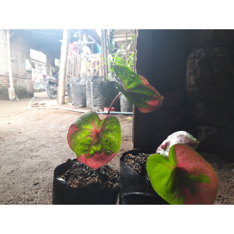 Paket 2 Keladi Baret