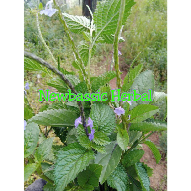 daun pecut kuda alami herbal