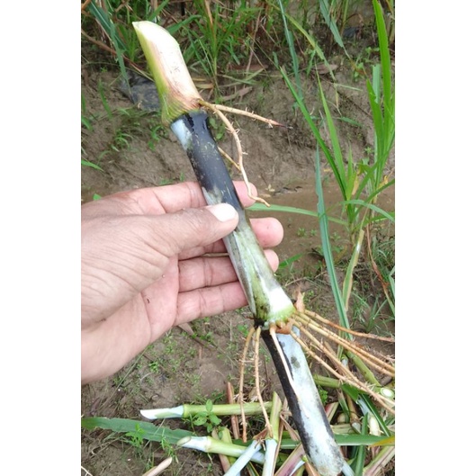 Bibit rumput Pakcong 1kg