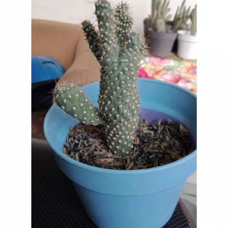 Kaktus Opuntia