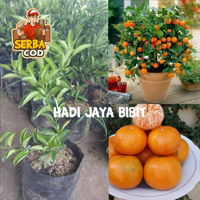 BIBIT JERUK SANTANG MADU