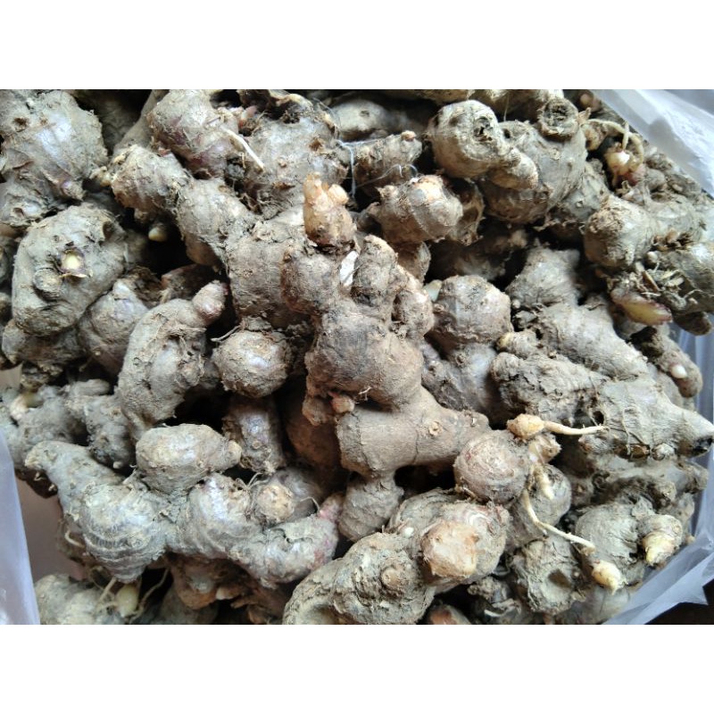 JaheMerahTua1kg