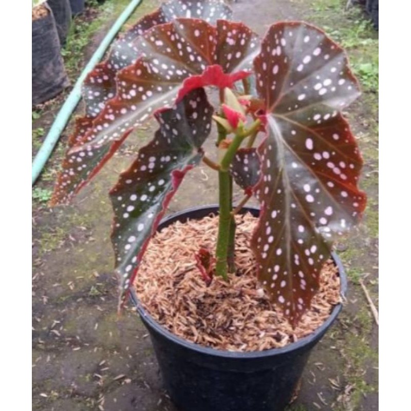 Begonia moccadot