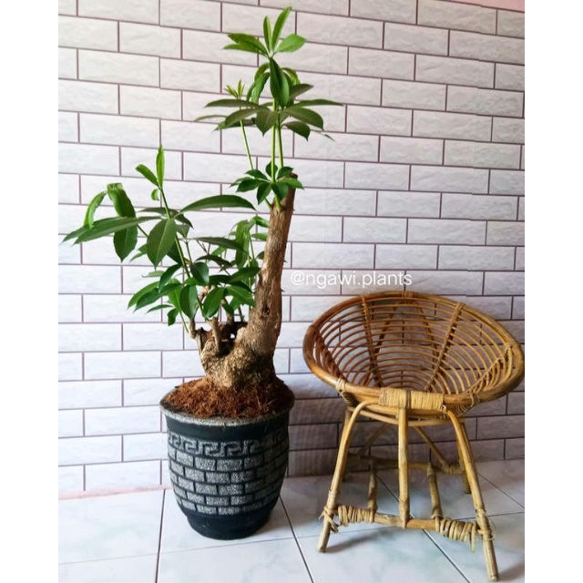 Bibit Tanaman Pule/Pulai