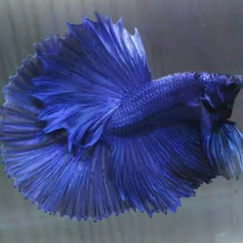 Ikan CUPANG HALFMOON S++