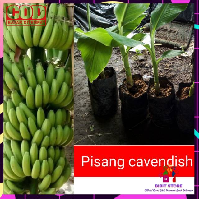 BIBIT PISANG CAVENDISH