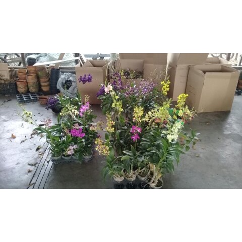 dendrobium eka karya spb spike kenop