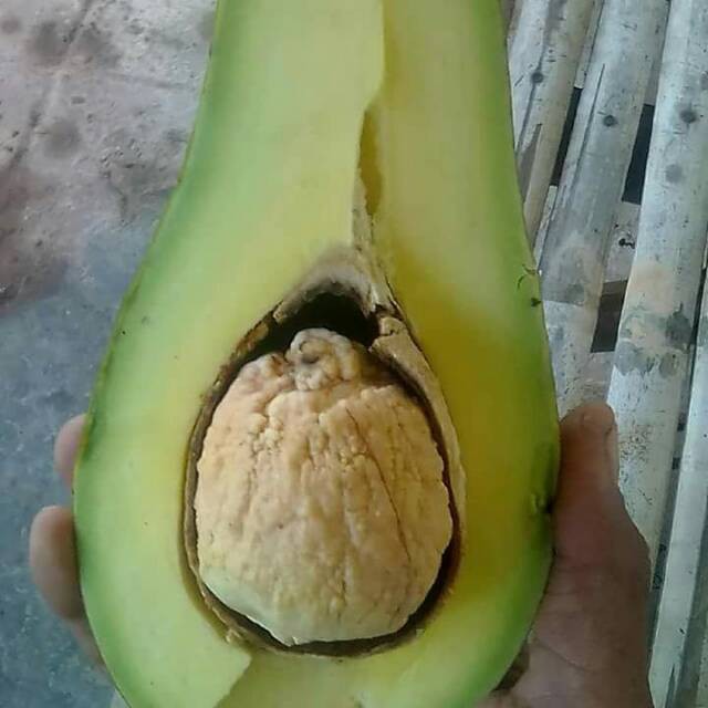 bibit Alpukat Aligator super