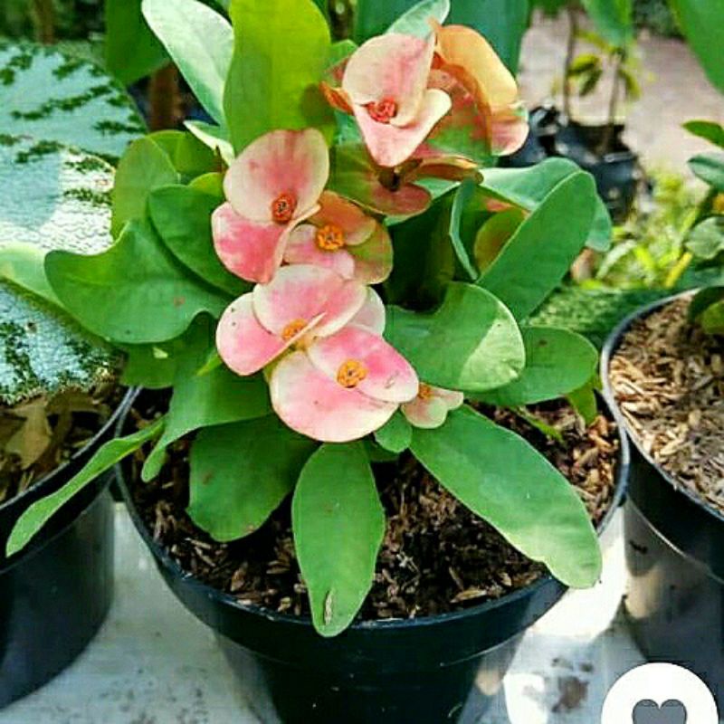 Ekorbia Bunga Pink