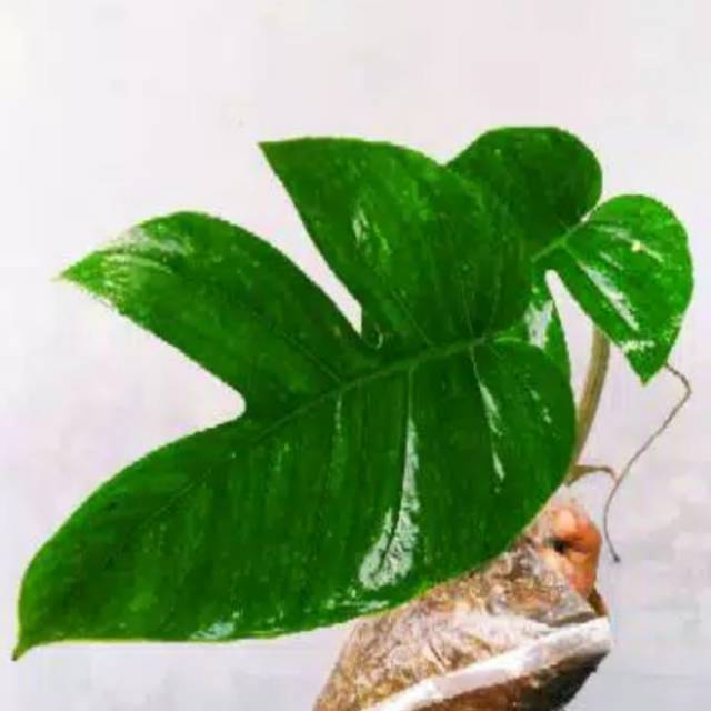 epiprenum