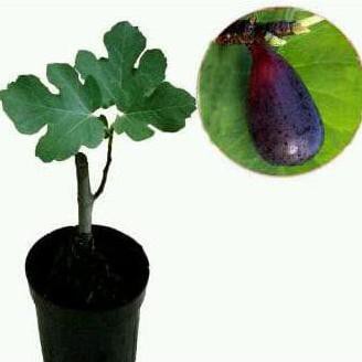 Bibit Buah Tin Abicou