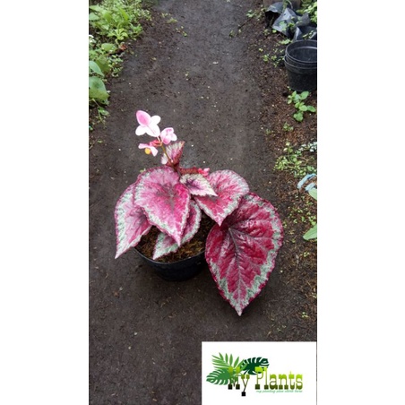 Tanaman Hias Bunga Begonia Rex Api