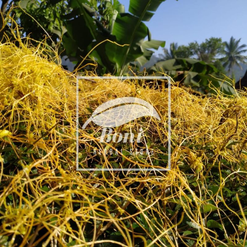 Tali Putri 10gram