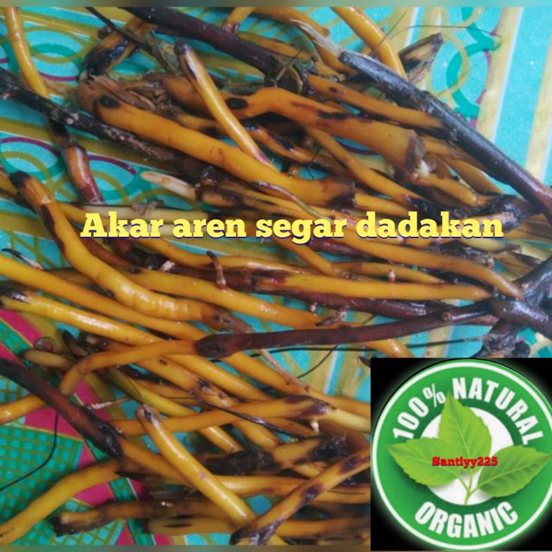 Akar aren segar