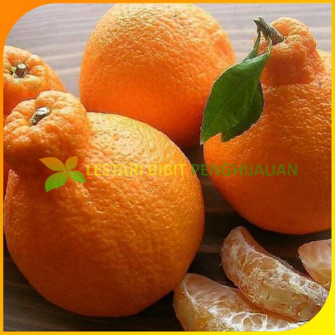 Bibit Jeruk Dekopon